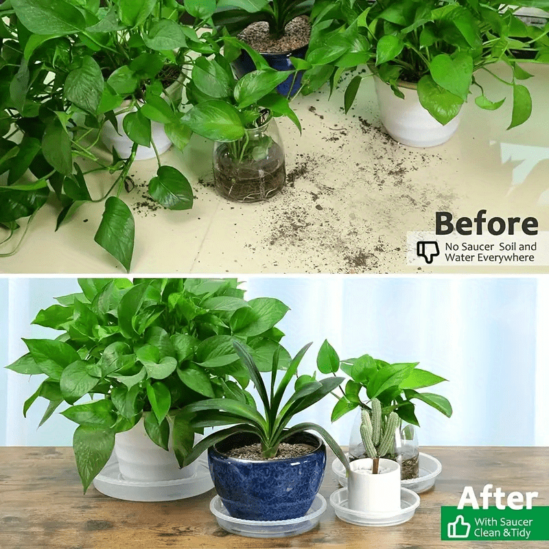 6st Transparenta Fat