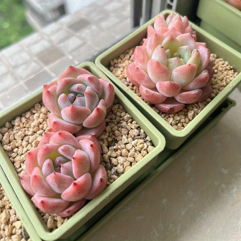 1pk-5st (4st Blomkrukor + 1 Bricka) - 8/20cm - 2 Olika Färger - CC Krukan