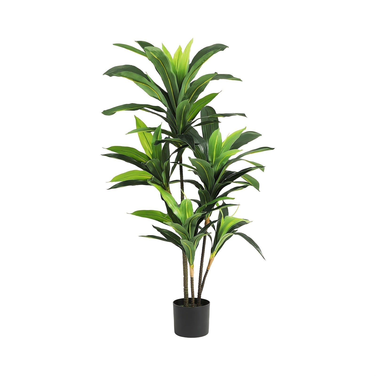 Dracena Träd - 120/150cm - 5 Olika Sorter - CC Krukan