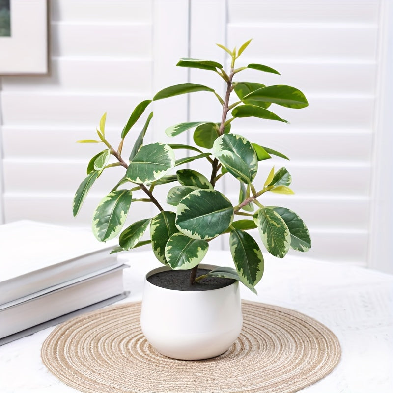 Banyanväxt - 30cm - 2 Olika Sorter - CC Krukan