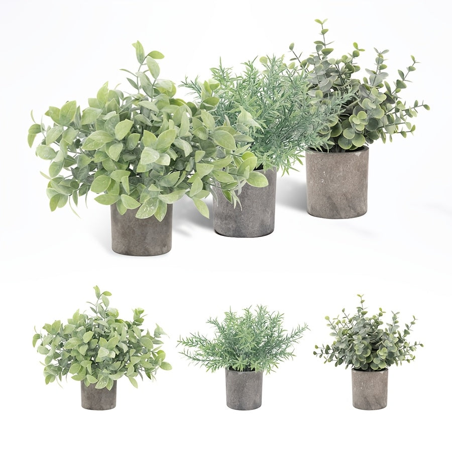 1pk-3st Eucalyptus Växter - 20/22/23cm - CC Krukan