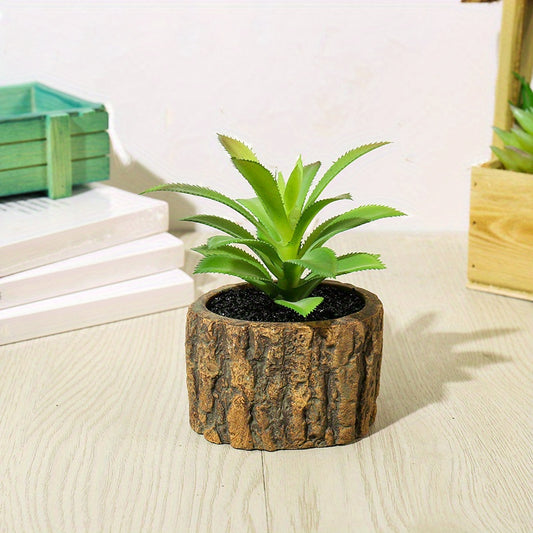 Sukkulentväxt - 12cm - 5st Olika Sorter - CC Krukan