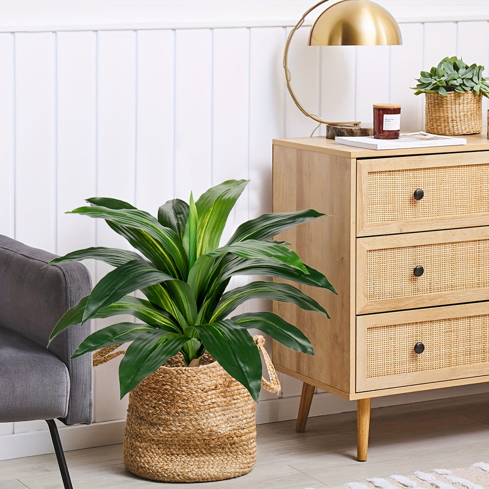 Drakblod Växt - 56cm - CC Krukan