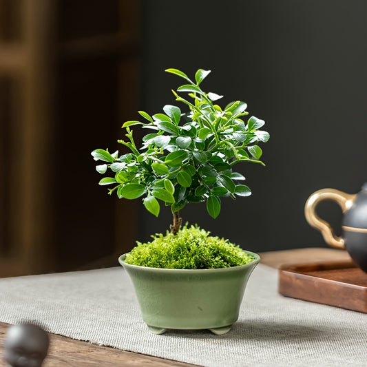 Blomkruka - 2 Olika Färger