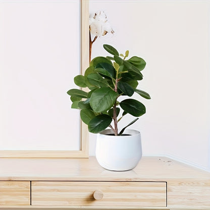 Banyanväxt - 30cm - 2st Olika Sorter - CC Krukan