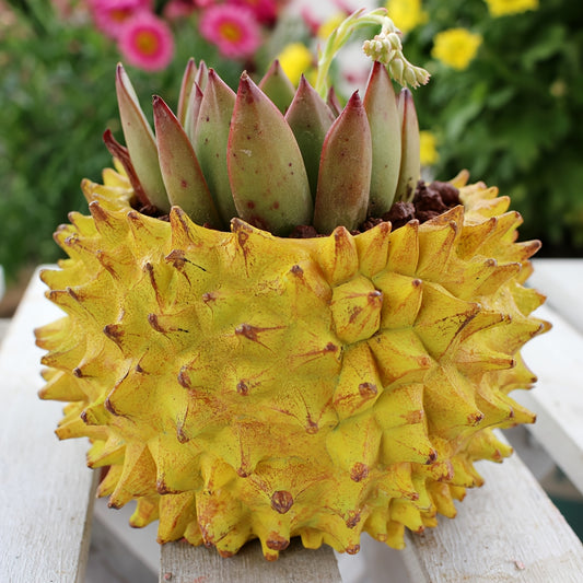 Durian Blomkruka - 7cm - CC Krukan