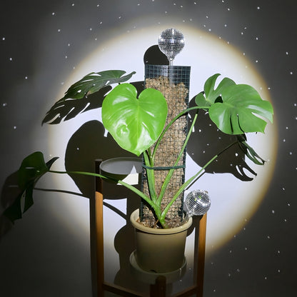 Discokula Självbevattnande - 28cm - CC Krukan