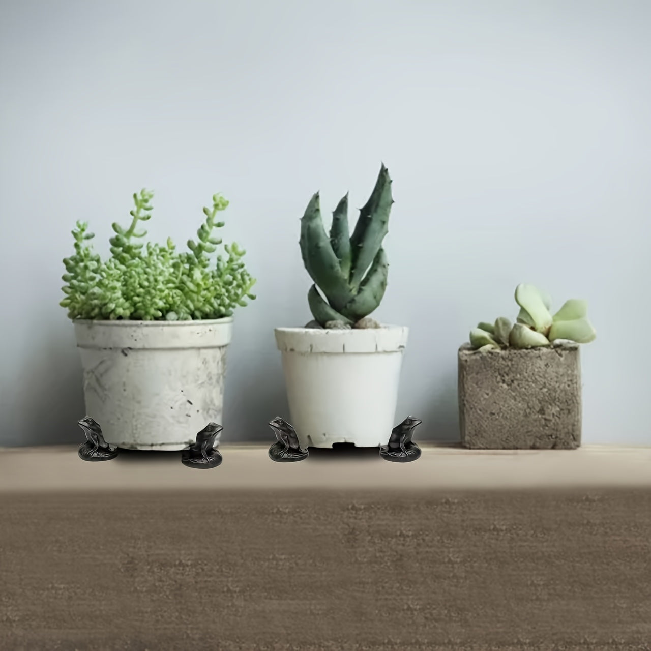 Blomkruks Fötter - Skölpadda, Valpar & Groda