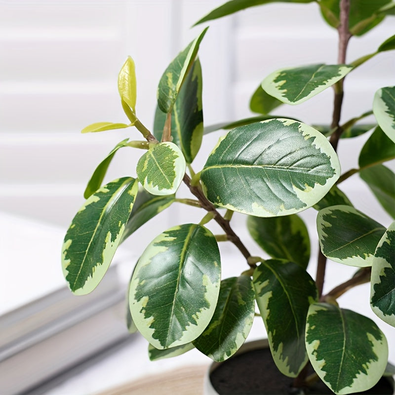 Banyanväxt - 30cm - 2 Olika Sorter - CC Krukan