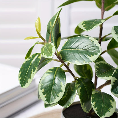 Banyanväxt - 30cm - 2 Olika Sorter - CC Krukan