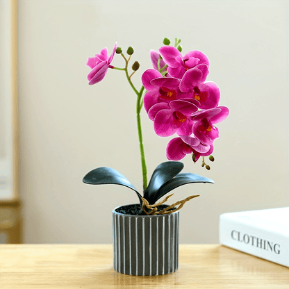 Phalaenopsis Orkidé - 32cm - 4 Olika Färger - CC Krukan