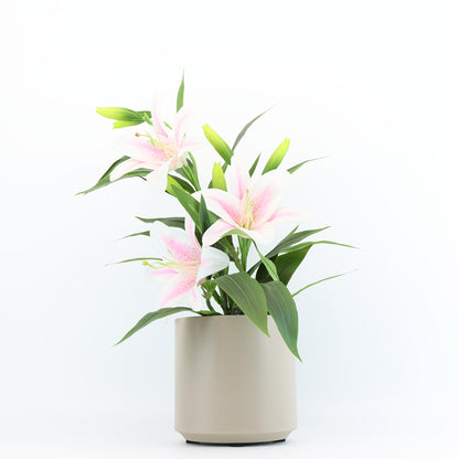 2st Blomkruka - 5 Olika Färger