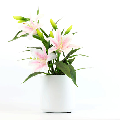 2st Blomkruka - 5 Olika Färger