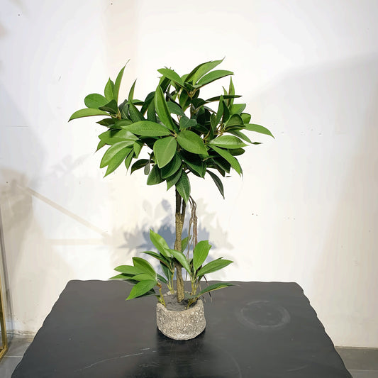 Banyanträd - 54cm - CC Krukan