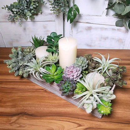 1pk-15st  Succulent Växt –  6-15cm Breda - CC Krukan