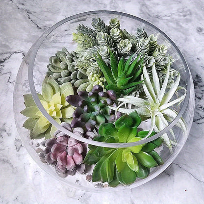 1pk-15st  Succulent Växt –  6-15cm Breda - CC Krukan