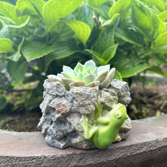 Grod Blomkruka - 7cm - CC Krukan