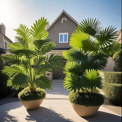 1pk-2st Olika Palmträd - 80cm - CC Krukan