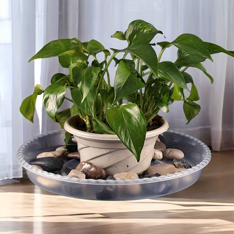 6st Transparenta Fat