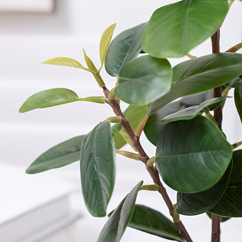 Banyanväxt - 30cm - 2 Olika Sorter - CC Krukan