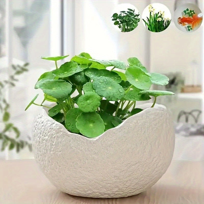 Blomkruka - 2 Olika Färger