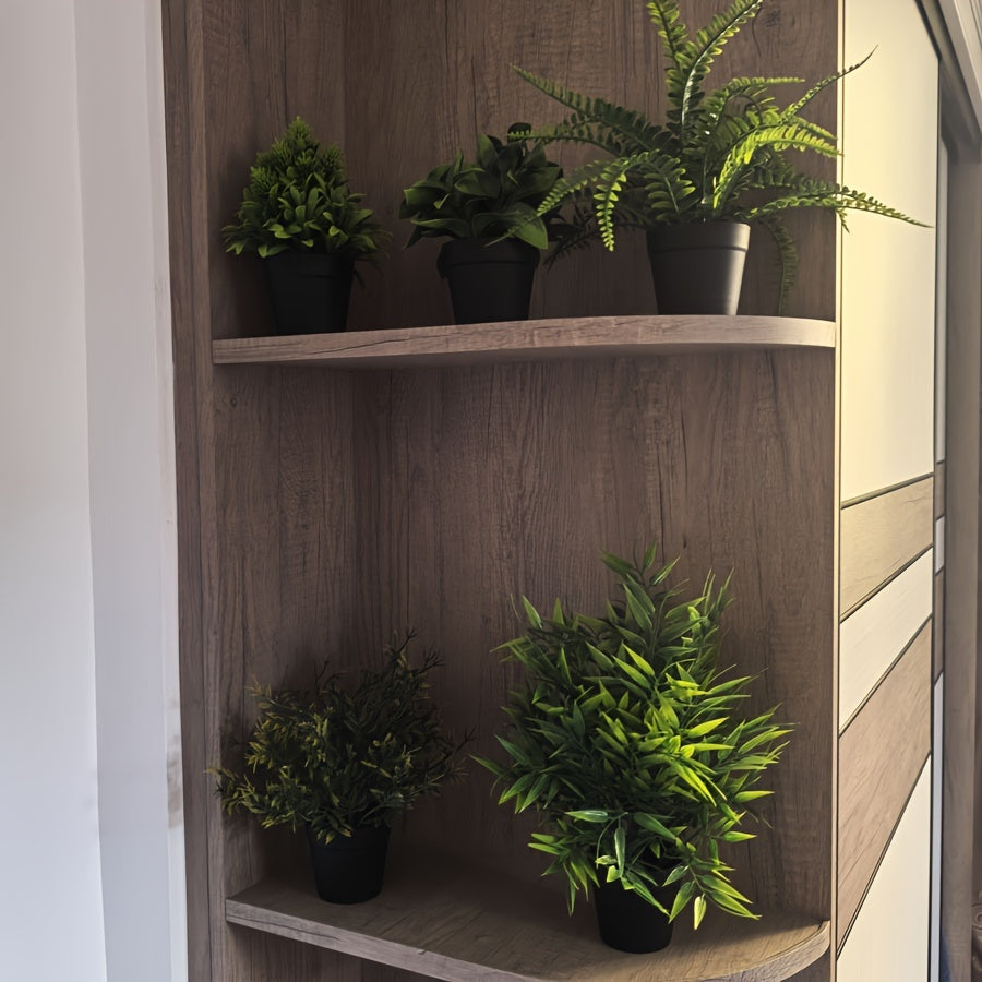 Eukalyptus Växt - 14/18/22/27/28cm - 5 Olika Sorter - CC Krukan