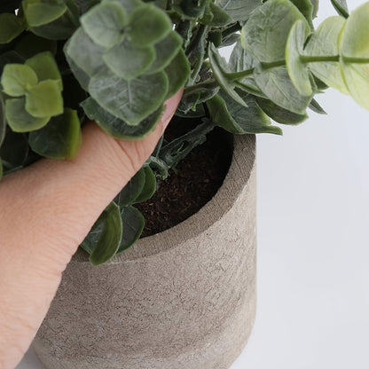 1pk-4st Eukalyptus Växt - 13/25cm - CC Krukan