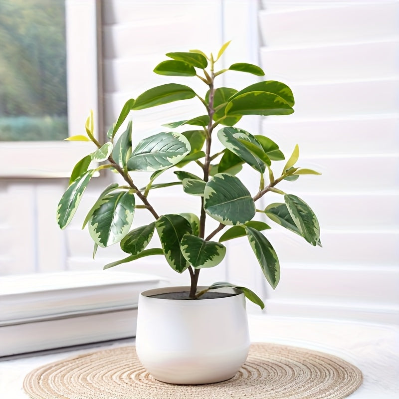 Banyanväxt - 30cm - 2st Olika Sorter - CC Krukan