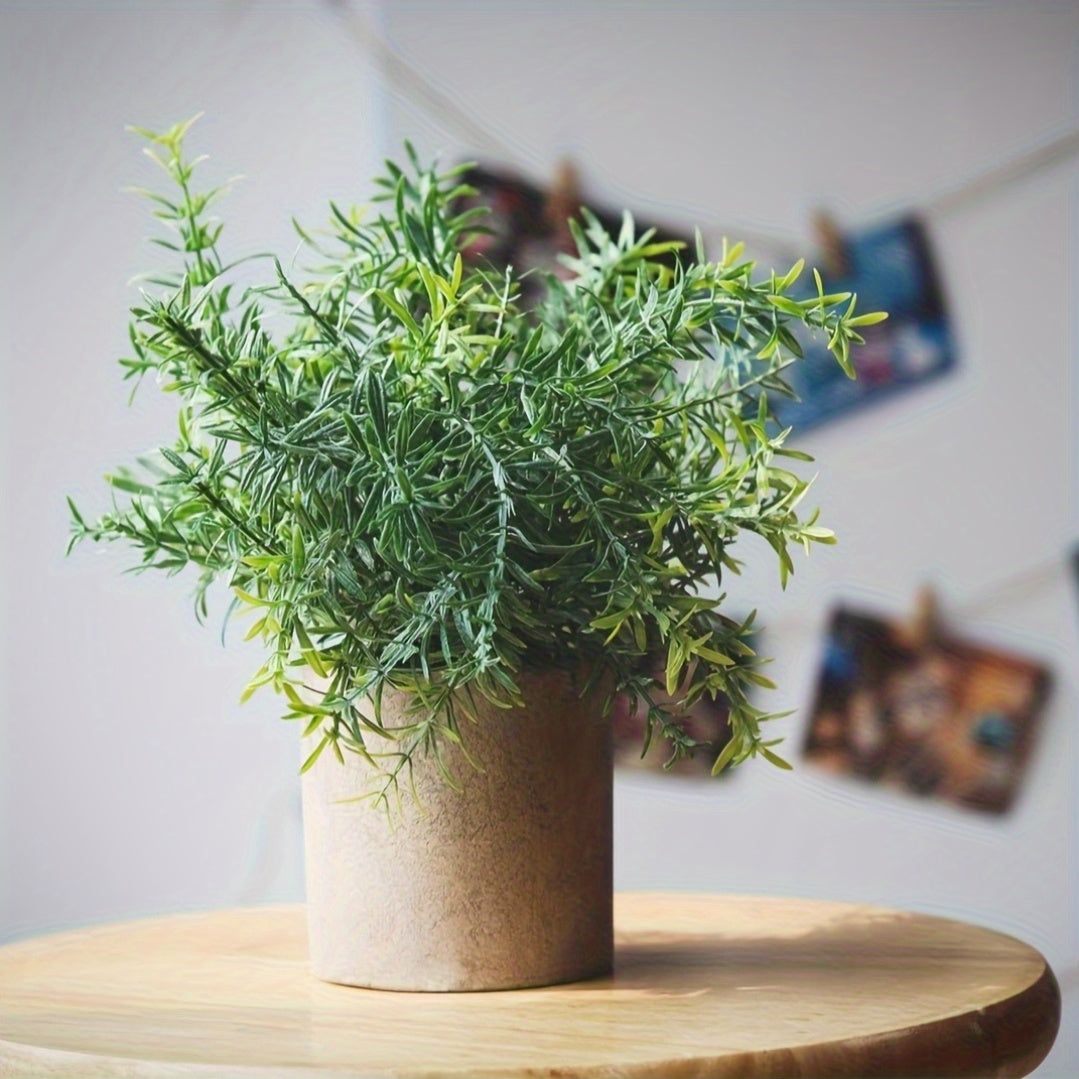 1pk-4st Eukalyptus Växt - 13/25cm - CC Krukan