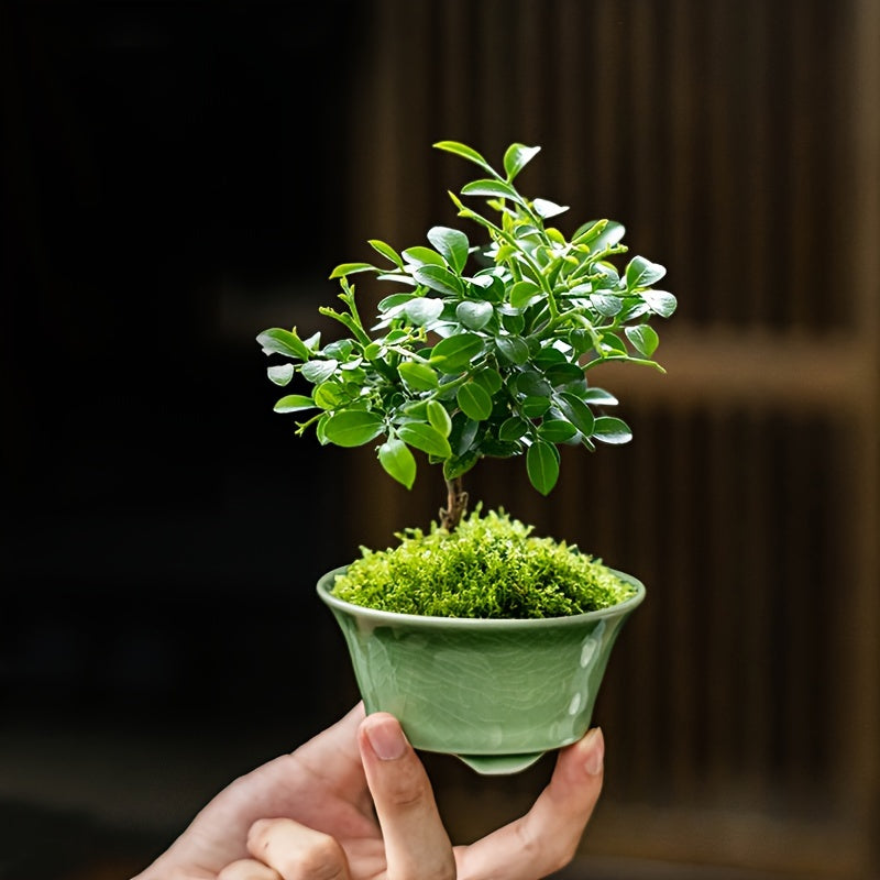 Blomkruka - 2 Olika Färger