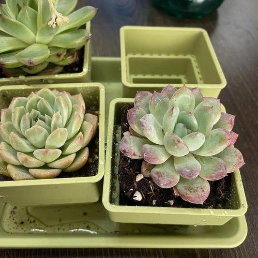 1pk-5st (4st Blomkrukor + 1 Bricka) - 8/20cm - 2 Olika Färger - CC Krukan