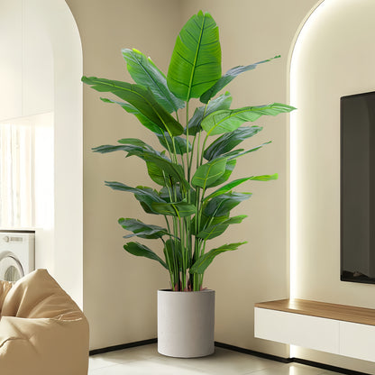 Paradis Palmväxt - 125cm - CC Krukan