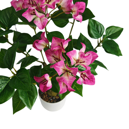 Bougainvillea Träd - 52cm - CC Krukan