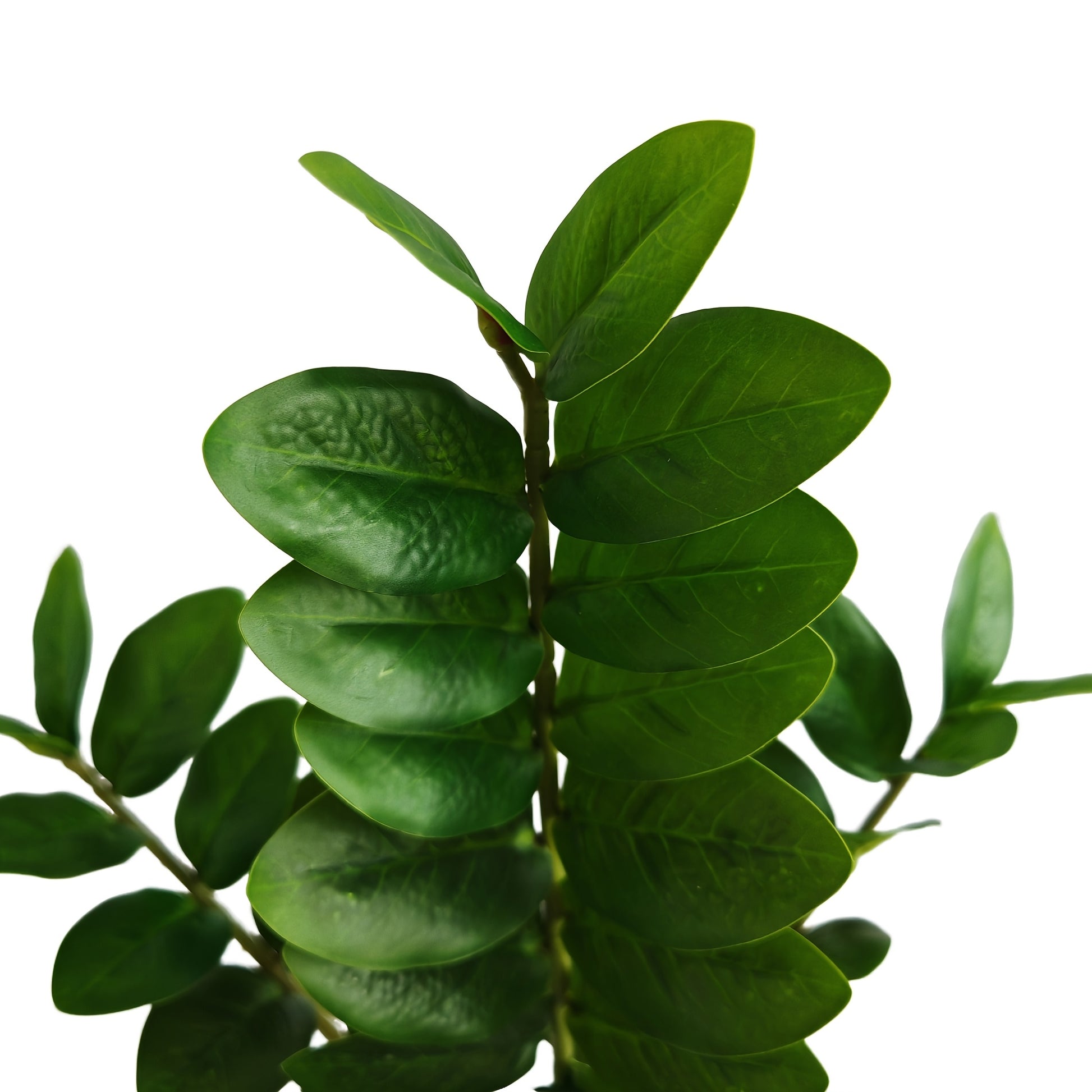 Pengaväxt - 55cm - CC Krukan