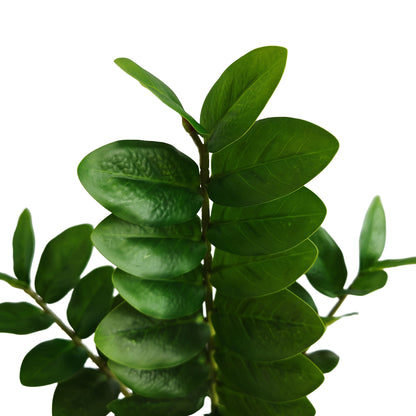 Pengaväxt - 55cm - CC Krukan